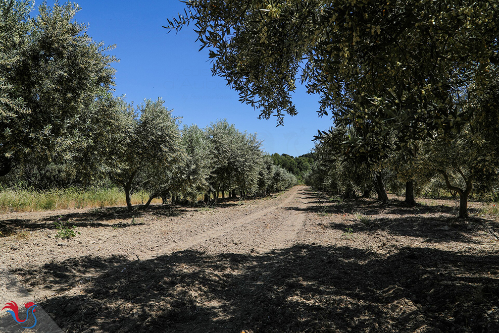 La Crème Glacée à l’Huile d’Olive de M.O.F Stéphane Tréand