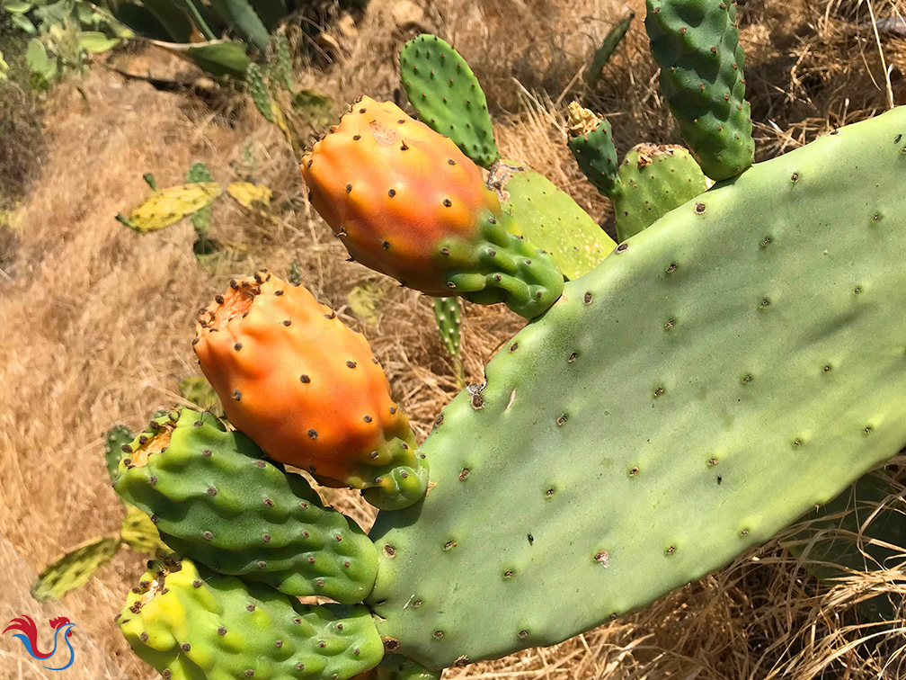 Le Sorbet au Cactus comme à Eagle Rock