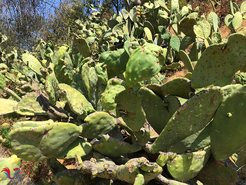 Le Sorbet au Cactus comme à Eagle Rock