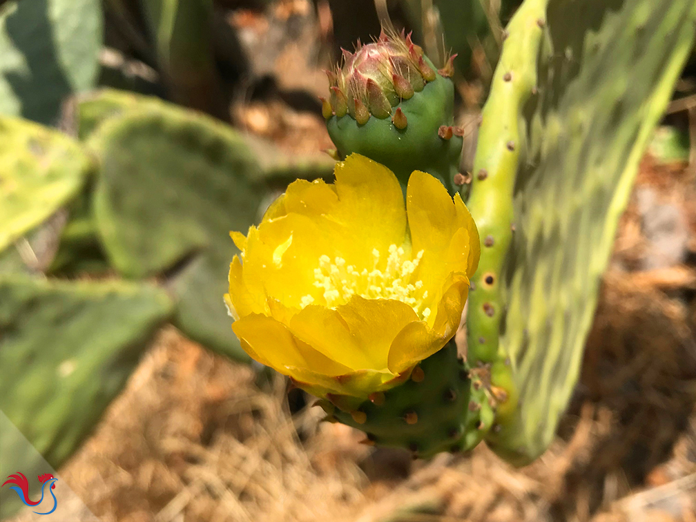 Le Sorbet au Cactus comme à Eagle Rock