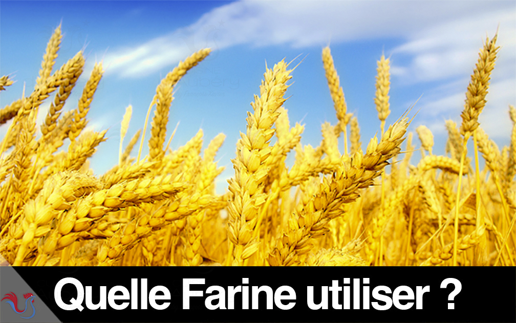 Les Types de Farine : Quelle farine pour quel usage ?