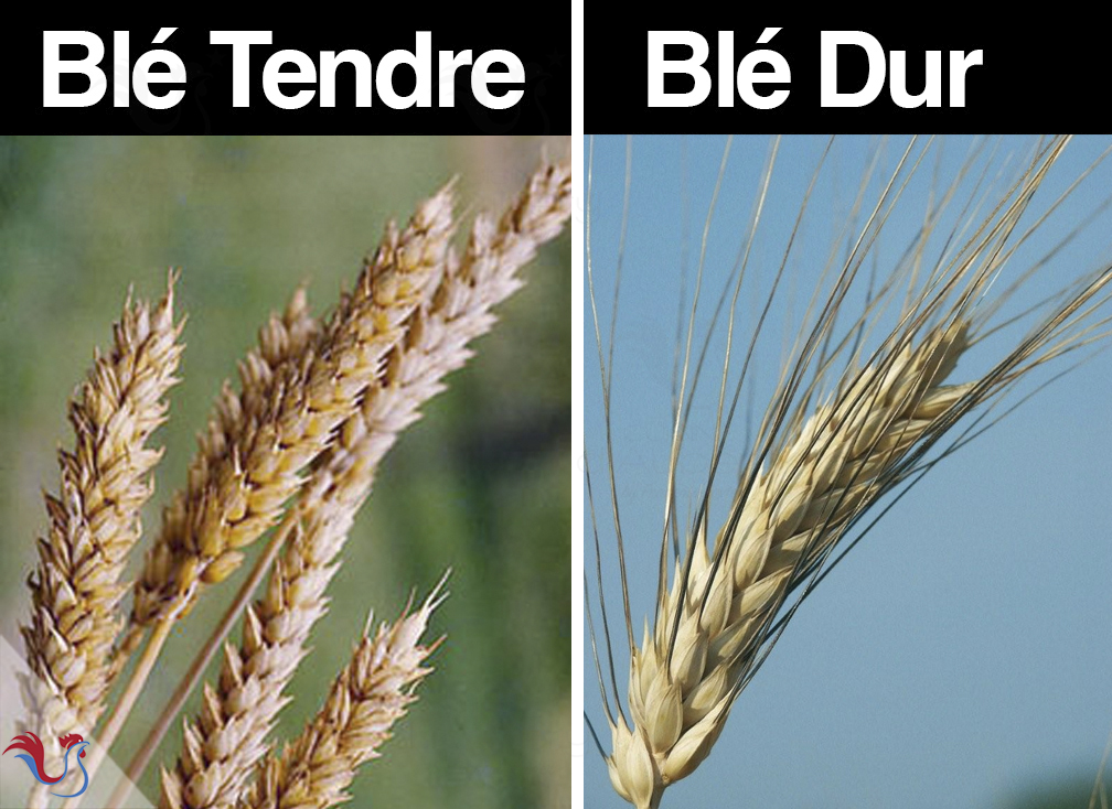 Les Types de Farine : Quelle farine pour quel usage ?