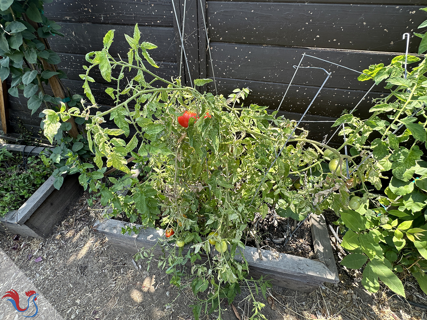 Le Pan con tomate de Catalogne, du chef José Andrés