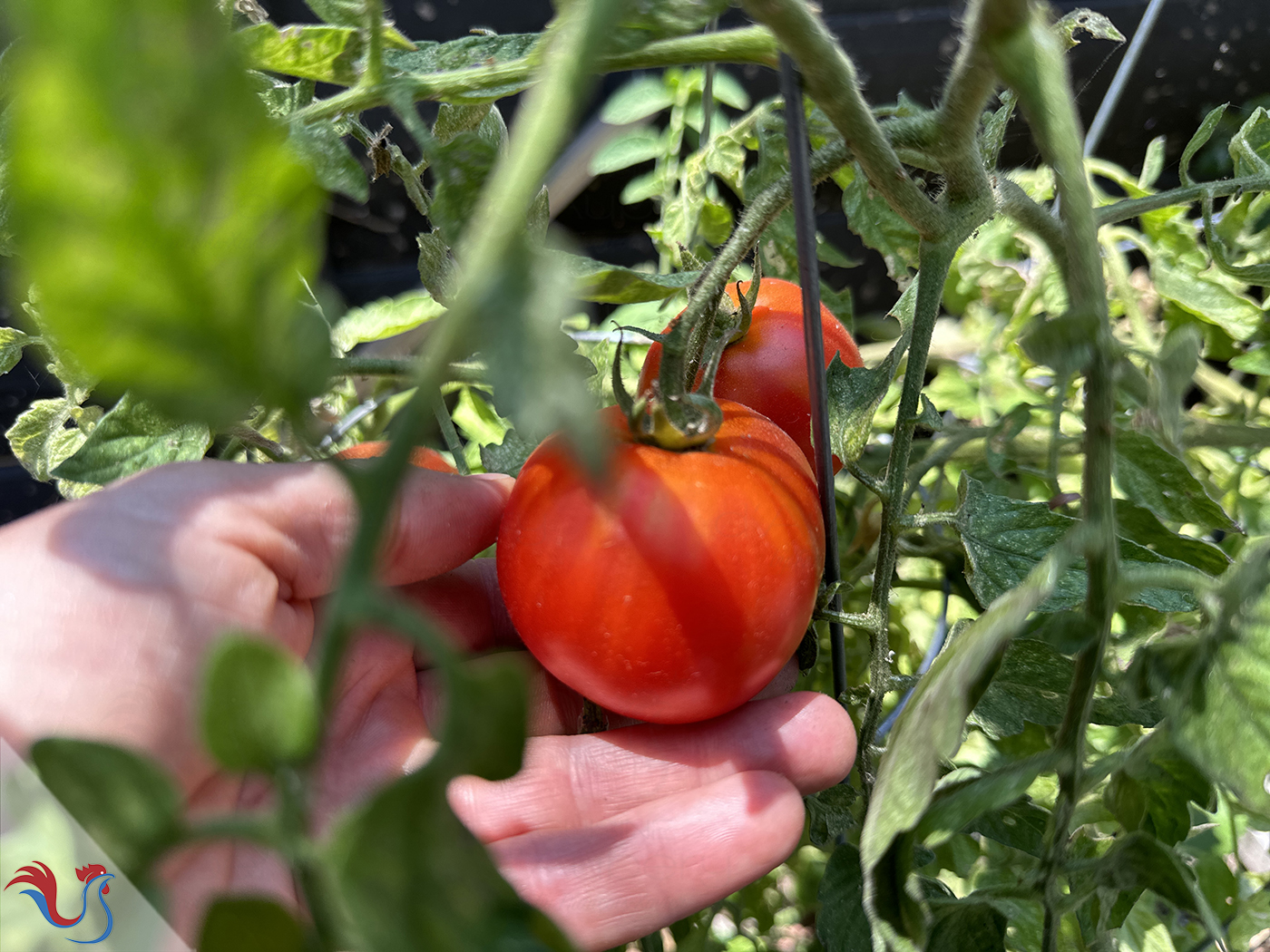 Le Pan con tomate de Catalogne, du chef José Andrés